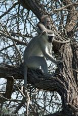 Grüne Meerkatzen (64 von 67).jpg